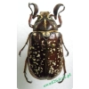 Polyphylla fullo Linnaeus, 1758 male Wałkarz lipczyk